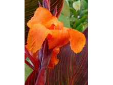 51,8���.����� (�����) ��������� (�������� ���� �� 2 ��., ����������� ����� 1��.).jpg