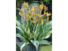 122,9���.����� (�����) �������� (�������� ���� �� 2 ��., ����������� ����� 1��.).jpg