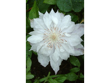 88,84���. �������� ������� ����� (�������� ���� �� 5 ��., ����������� ����� 1��.).jpg.jpg