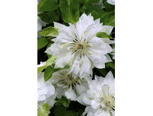 92,8���. �������� �������� (�������� ���� �� 3 ��., ����������� ����� 1��.).jpg