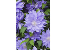 125,18���. �������� ������ ���� (�������� ���� �� 5 ��., ����������� ����� 1��.).jpg