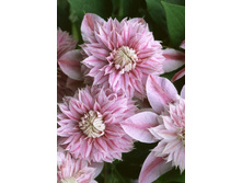 154,8���. �������� ��������� EVIJOHILL (�������� ���� �� 5 ��., ����������� ����� 1��.).jpg