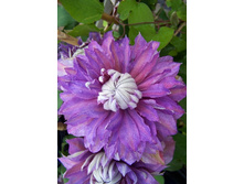 195,26���. �������� ���������� (�������� ���� �� 5 ��., ����������� ����� 1��.).jpg