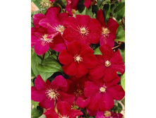 70,88���. �������� ��� �������� (�������� ���� �� 5 ��., ����������� ����� 1��.).jpg