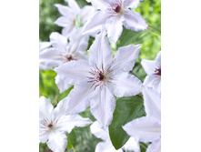 77,95���. �������� ���� ���� (�������� ���� �� 2 ��., ����������� ����� 1��.).jpg