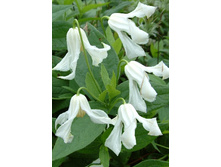 80,74���. �������� ������������ ����� (�������� ���� �� 5 ��., ����������� ����� 1��.).jpg