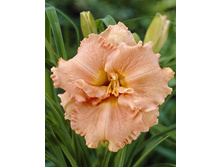 93,25���.�������� �������� ������ (�������� ���� �� 2 ��., ����������� ����� 1��.).jpg