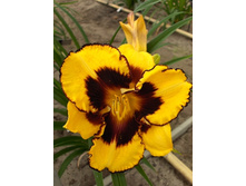 121,9���.�������� ������� ������ (�������� ���� �� 2 ��., ����������� ����� 1��.).jpg