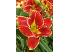 127,85���.�������� ���� ��� ��� (�������� ���� �� 2 ��., ����������� ����� 1��.).jpg