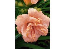 101,67���.�������� ����� ��� ���� (�������� ���� �� 3 ��., ����������� ����� 1��.).jpg