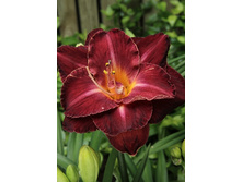 126,37���.�������� �������� ��� (�������� ���� �� 3 ��., ����������� ����� 1��.).jpg