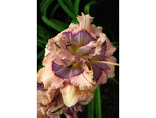 161,9���.�������� ���� ���� ���� (�������� ���� �� 3 ��., ����������� ����� 1��.).jpg