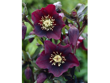 117,95���.�������� ��� ���� (�������� ���� �� 2 ��., ����������� ����� 1��.).jpg