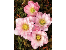 177,2���.�������� ������ ����� (�������� ���� �� 2 ��., ����������� ����� 1��.).jpg