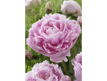 57,75���.���� ���� ������ (�������� ���� �� 2 ��., ����������� ����� 1��.).jpg