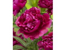 87,35���.���� ���� ���������� (�������� ���� �� 2 ��., ����������� ����� 1��.).jpg