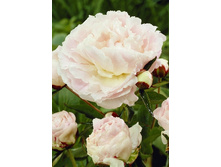 87,35���.���� ����� ����� (�������� ���� �� 2 ��., ����������� ����� 1��.).jpg