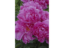 103,15���.���� ������ ������ (�������� ���� �� 2 ��., ����������� ����� 1��.).jpg