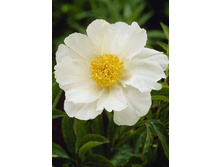 108,1���.���� ���� ����� (�������� ���� �� 2 ��., ����������� ����� 1��.).jpg