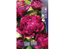 115���.���� ��� ��� (�������� ���� �� 2 ��., ����������� ����� 1��.).jpg