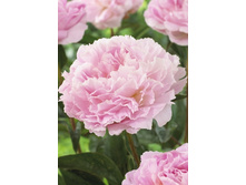 142,65���.���� ������� ������ (�������� ���� �� 2 ��., ����������� ����� 1��.).jpg