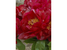 164,85���.���� ��� ��� ���� (�������� ���� �� 2 ��., ����������� ����� 1��.).jpg