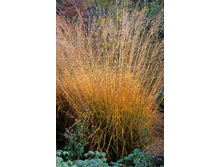 50,33���.������� ��������� (�������� ���� �� 3 ��., ����������� ����� 1��.).jpg