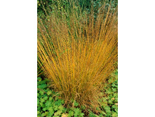 50,33���.������� ���������� (�������� ���� �� 3 ��., ����������� ����� 1��.).jpg