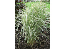 58,23���.��������� ��������� (�������� ���� �� 3 ��., ����������� ����� 1��.).jpg