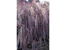 58,23���.��������� �������� (�������� ���� �� 3 ��., ����������� ����� 1��.).jpg