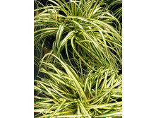 71,55���.����� (CAREX) �������������� (�������� ���� �� 2 ��., ����������� ����� 1��.).jpg