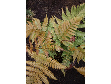 94,25���.�������� ��������������� (�������� ���� �� 2 ��., ����������� ����� 1��.).jpg