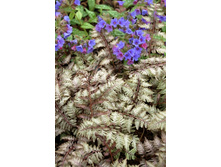 187,05���.���������� ������ ���� (�������� ���� �� 2 ��., ����������� ����� 1��.).jpg