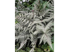 200,9���.���������� ������� (�������� ���� �� 2 ��., ����������� ����� 1��.).jpg