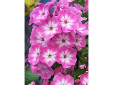 50,14���.����� ��������� (�������� ���� �� 5 ��., ����������� ����� 1��.).jpg