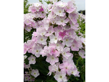 50,14���.����� ��� ����� (�������� ���� �� 5 ��., ����������� ����� 1��.).jpg