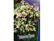 65,94���.����� NEON ������ ����