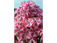 72,84���.����� ��������� ����� (�������� ���� �� 5 ��., ����������� ����� 1��.).jpg