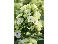 78,78���.����� NEON ���� ��� (�������� ���� �� 5 ��., ����������� ����� 1��.).jpg