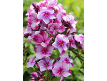 78,78���.����� NEON ���� ���� ��� (�������� ���� �� 5 ��., ����������� ����� 1��.).jpg