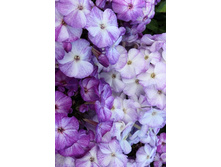 95,56���.����� FRECKLE