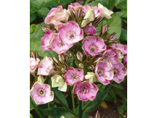 95,56���.����� NEON ���� ��� �������� (�������� ���� �� 5 ��., ����������� ����� 1��.).jpg