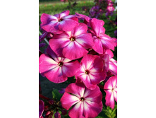 96,73���.����� ������ ��� (�������� ���� �� 3 ��., ����������� ����� 1��.).jpg