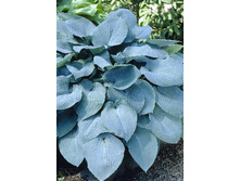 36,32���.����� ������� (�������� ���� �� 5 ��., ����������� ����� 1��.).jpg