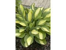 72,07���.����� ������ ���� (�������� ���� �� 3 ��., ����������� ����� 1��.).jpg