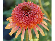 172,25���.�������� ������ ������ (�������� ���� �� 2 ��., ����������� ����� 1��.).jpg