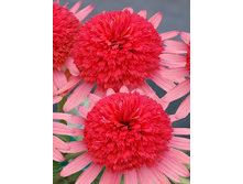 172,25���.�������� ������ ������� (�������� ���� �� 2 ��., ����������� ����� 1��.).jpg