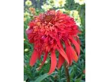 182,1���.�������� ��� ������ (�������� ���� �� 2 ��., ����������� ����� 1��.).jpg