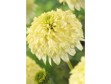 191���.�������� ���� ���� ������ (�������� ���� �� 2 ��., ����������� ����� 1��.).jpg