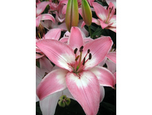 12,97���.�����  ������� (��� 10 ��. ���������� ������ 5��.).jpg